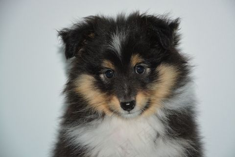 幼年牧羊犬图片 幼年牧羊犬图片