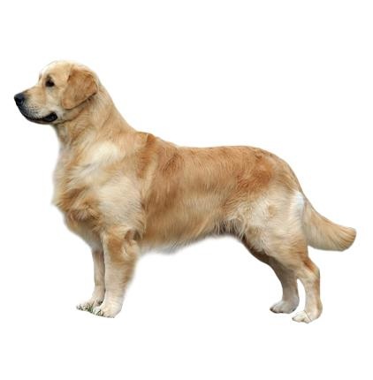 拉布拉多犬 PNG免抠(422x430)