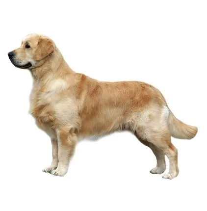 拉布拉多犬 PNG免抠(422x430)