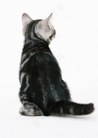 宠物猫血统纯种宠物猫美图素材