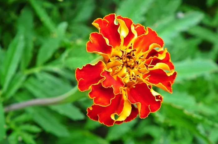 红色万寿菊图片