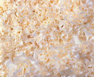 白色康乃馨图片下载