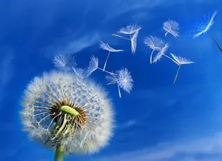 蒲公英高清图片下载