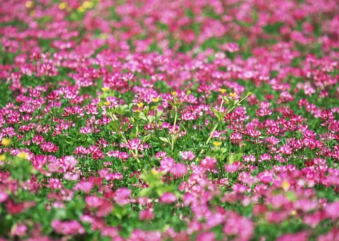 万千花卉 558