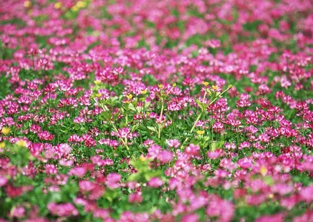 万千花卉 558 万千花卉 558