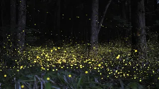 萤火虫效果psd素材