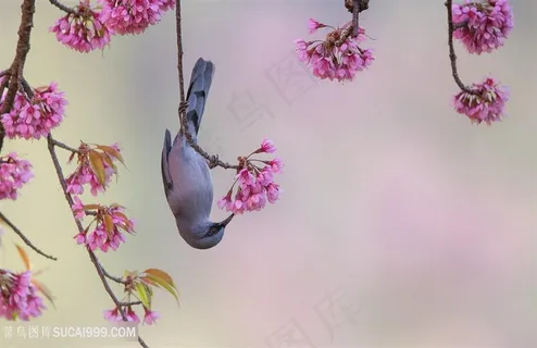吃花粉的丽色奇鹛鸟类图片 吃花粉的丽色奇鹛鸟类图片