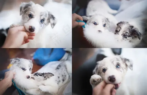 呆萌小奶狗四连副狗狗图片