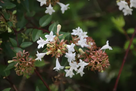 高清氛围感花卉图