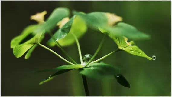 绿色植物叶子摄影图片 绿色植物叶子摄影图片