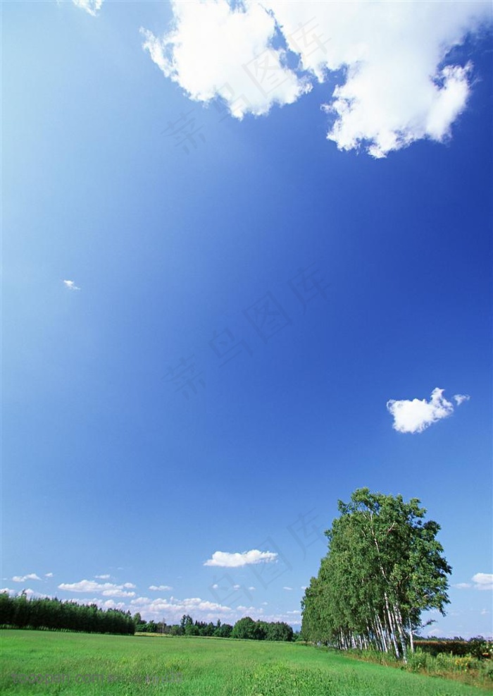 树林风景-蓝天下漂亮的小树