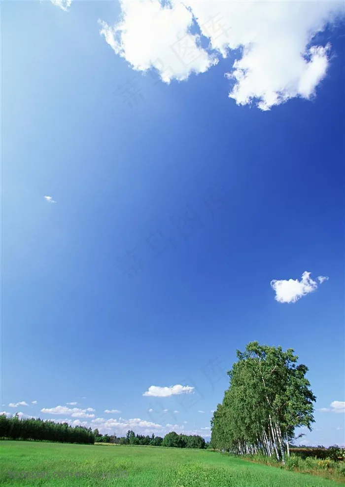 树林风景-蓝天下漂亮的小树