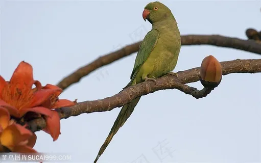 漂亮鸟儿-花枝上的漂亮鹦鹉