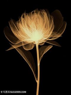 黑暗中的植物透明花卉装饰画