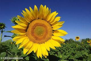 唯美蓝天向日葵花朵图片