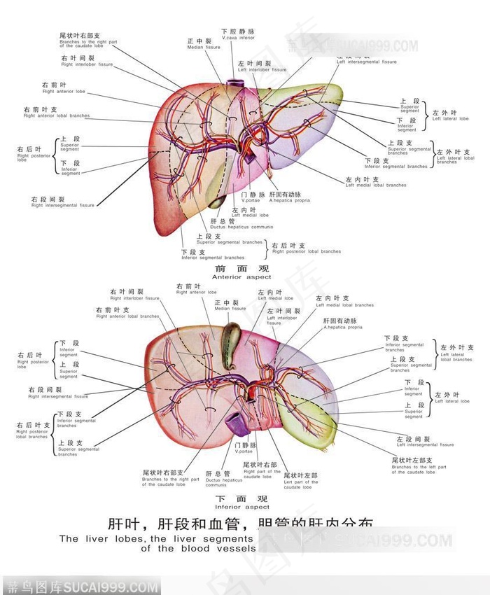 人体器官-肝叶、胆段和血管