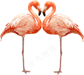 火烈鸟成双成对