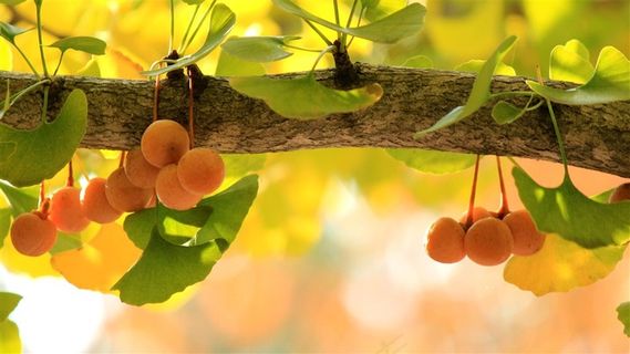 果园里的树上果子