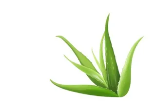 芦荟 PNG免抠