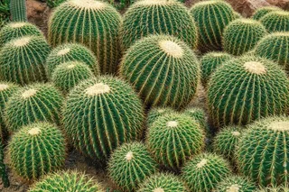 绿色仙人掌仙人球摄影素材