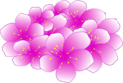 樱花 PNG免抠(960x652)
