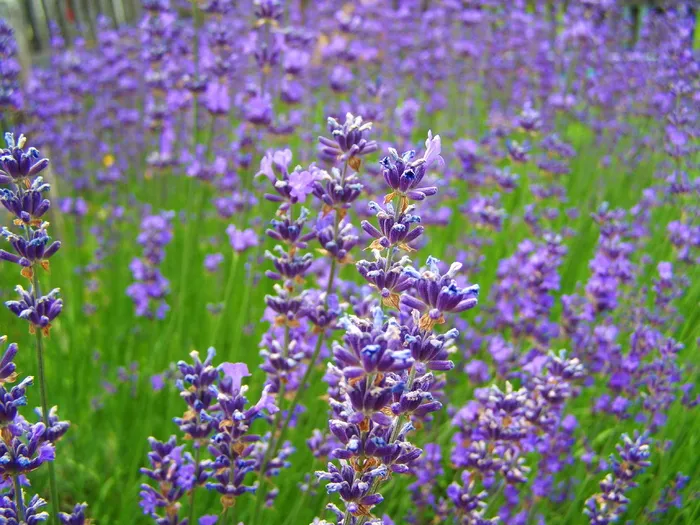 关于薰衣草的图片