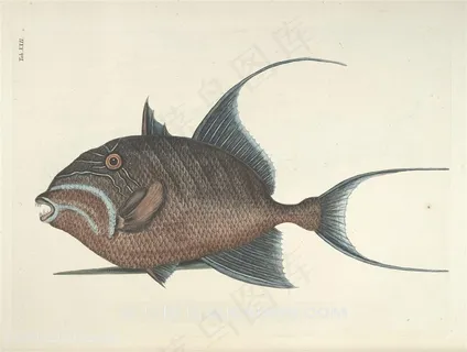 高清彩绘鱼时尚复古插画