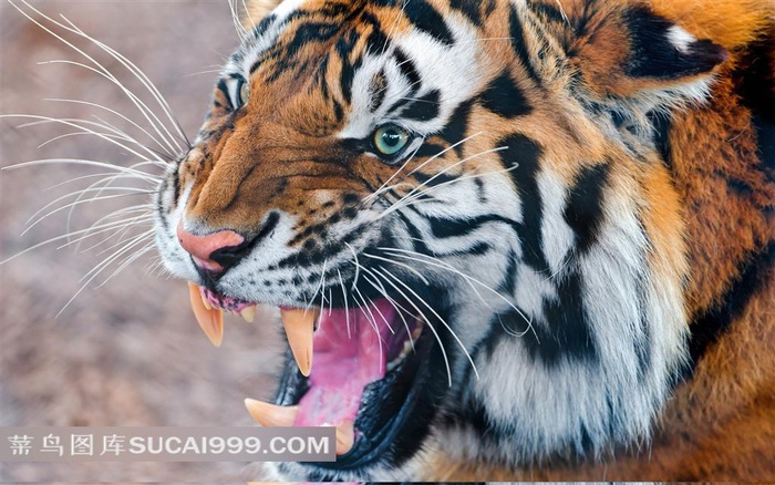 呲牙咧嘴的愤怒老虎摄影图