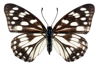 蝴蝶 彩蝶 花蝴蝶 动物 昆虫 免抠