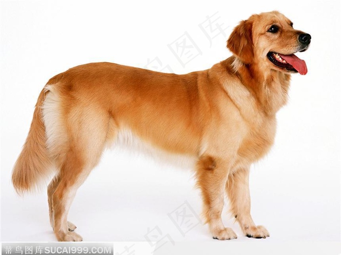 宠物狗（侧身照）