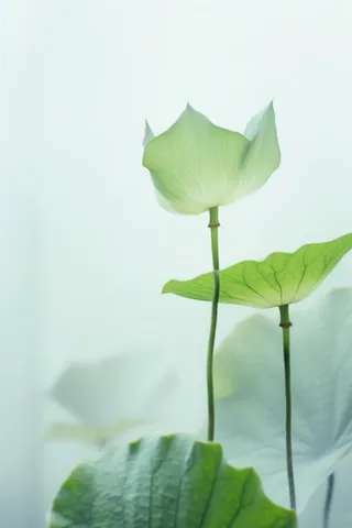 荷叶简约清新淡绿色背景