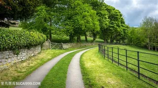 公园中的绿荫小路摄影图片