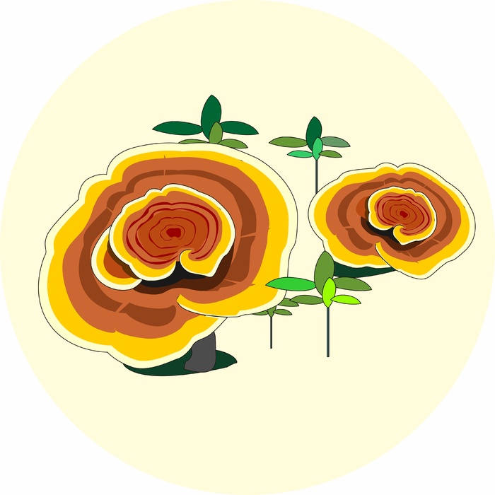 矢量灵芝素材cdr矢量模版下载