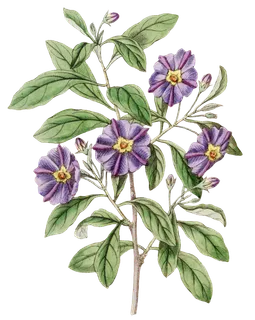 复古手绘植物花卉玫瑰花PNG免扣图案高清图片PS设计素材图