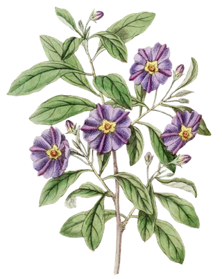 复古手绘植物花卉玫瑰花PNG免扣图案高清图片PS设计素材图