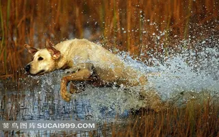 水中奔跑的小狗素材