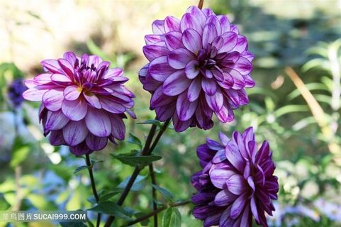 高清唯美紫色大丽花鲜花图片
