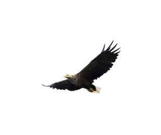 雄鹰 苍鹰 老鹰 免扣png透明元素 拷贝