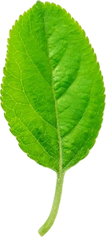 05_Apple Leaf