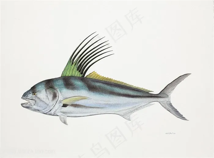 唯美水彩鱼素材插画手绘插画