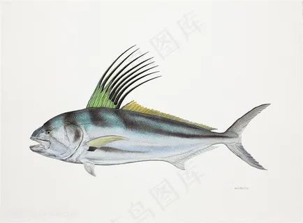 唯美水彩鱼素材插画手绘插画 唯美水彩鱼素材插画手绘插画