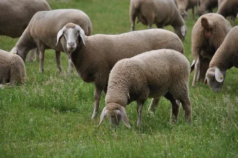 草地羊群吃草图片