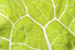 绿色树叶背景图片下载