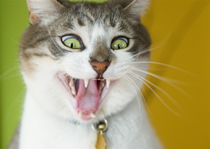 猫萌宠jpg素材