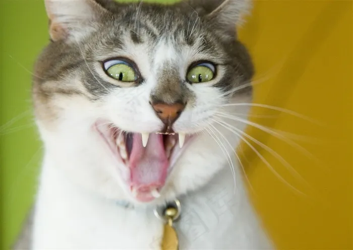 猫萌宠jpg素材