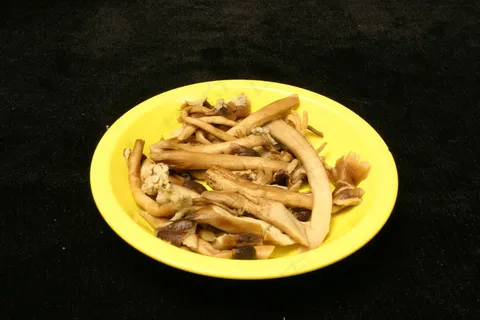 寺茶树菇   寺茶树菇