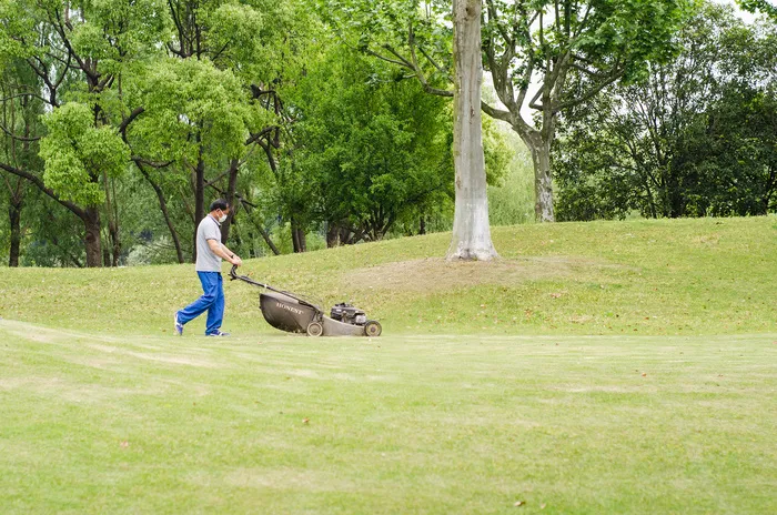 草坪修剪草里绿化