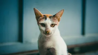 可爱猫咪猫猫摄影素材