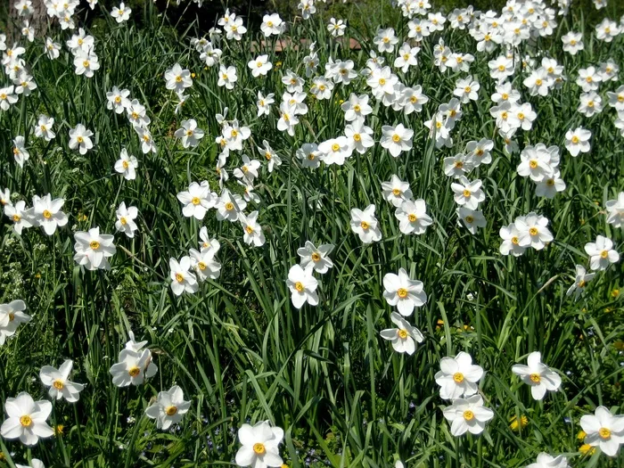 白色水仙花海图片