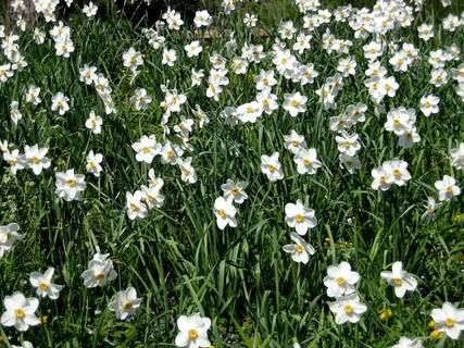 白色水仙花海图片 白色水仙花海图片